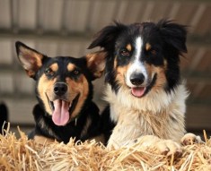 Photo credit: Paula Heelan Photography